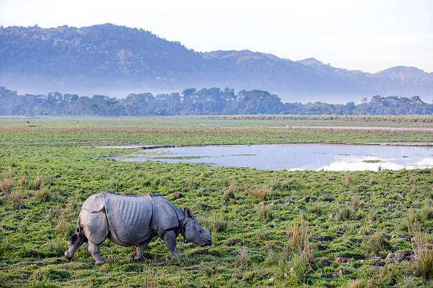 One horned rhinoceros in Kaziranga National Park – Assam, India